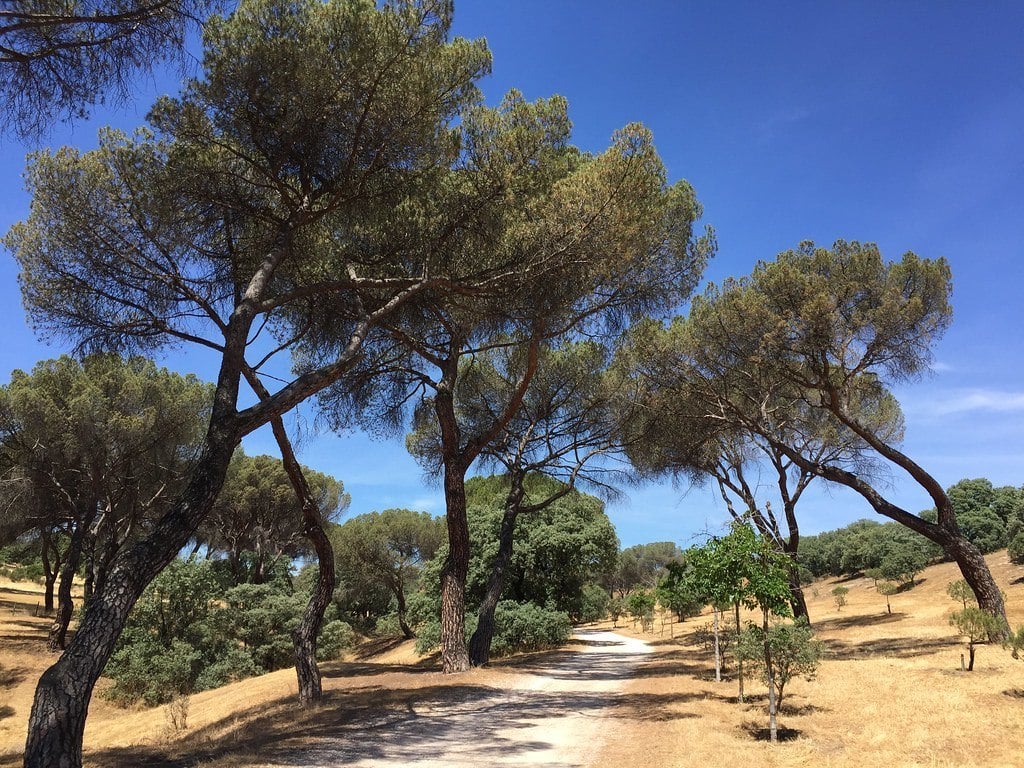 Casa del Campo, Madrid