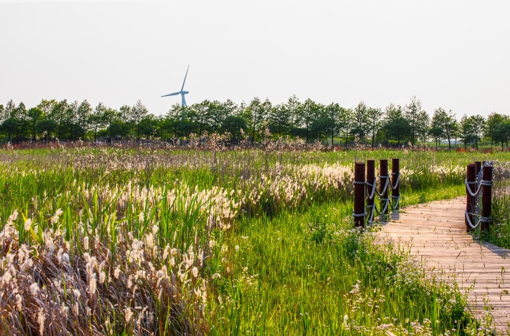 Chongming Island in Shanghai