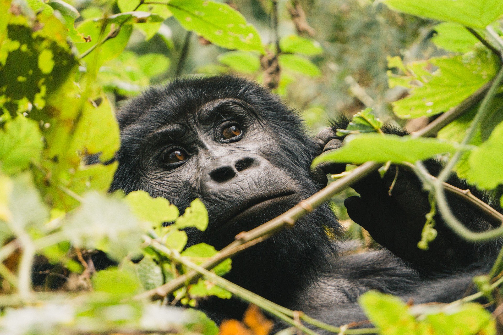 Africa tour companies: Uganda