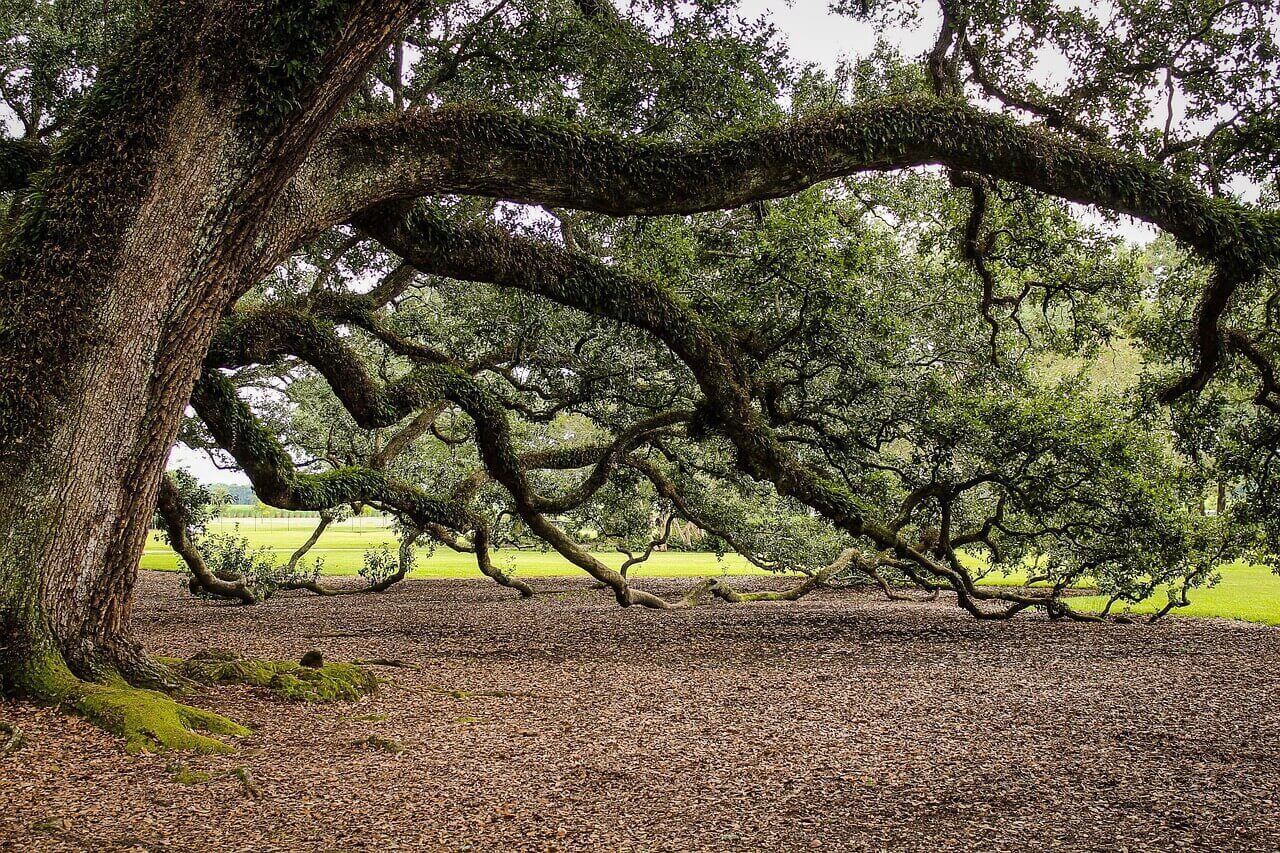 Oaks of New Orleans