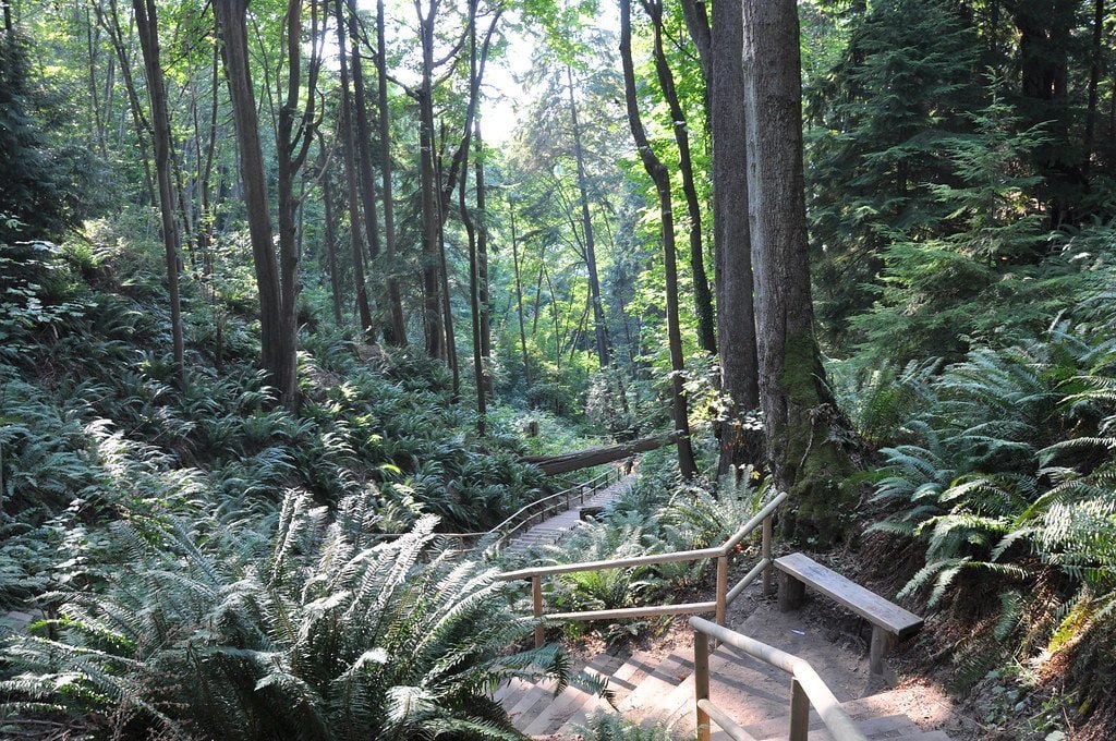 Pacific Spirit Regional Park