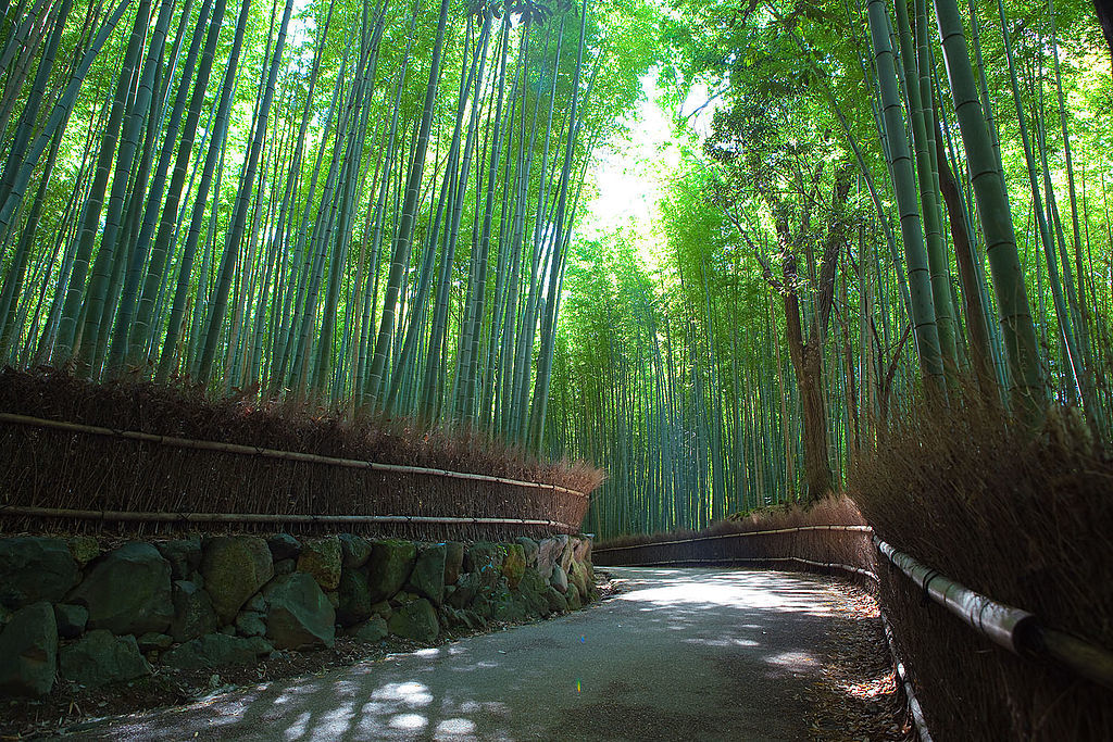 Sagano Bamboo Forest, Kyoto