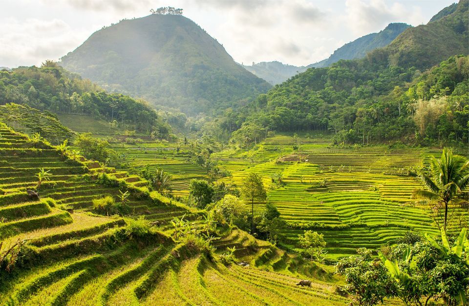 Selogriyo Temple Tour and Trek Through Java's Rice Terraces