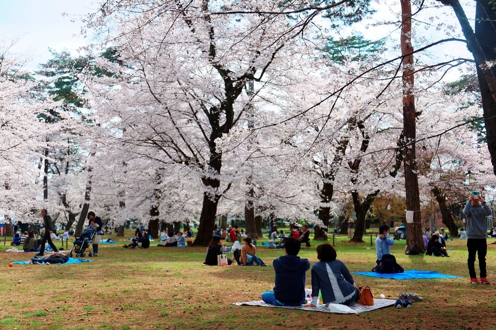 A safe traveling family in Japan enjoying the cherry blossoms