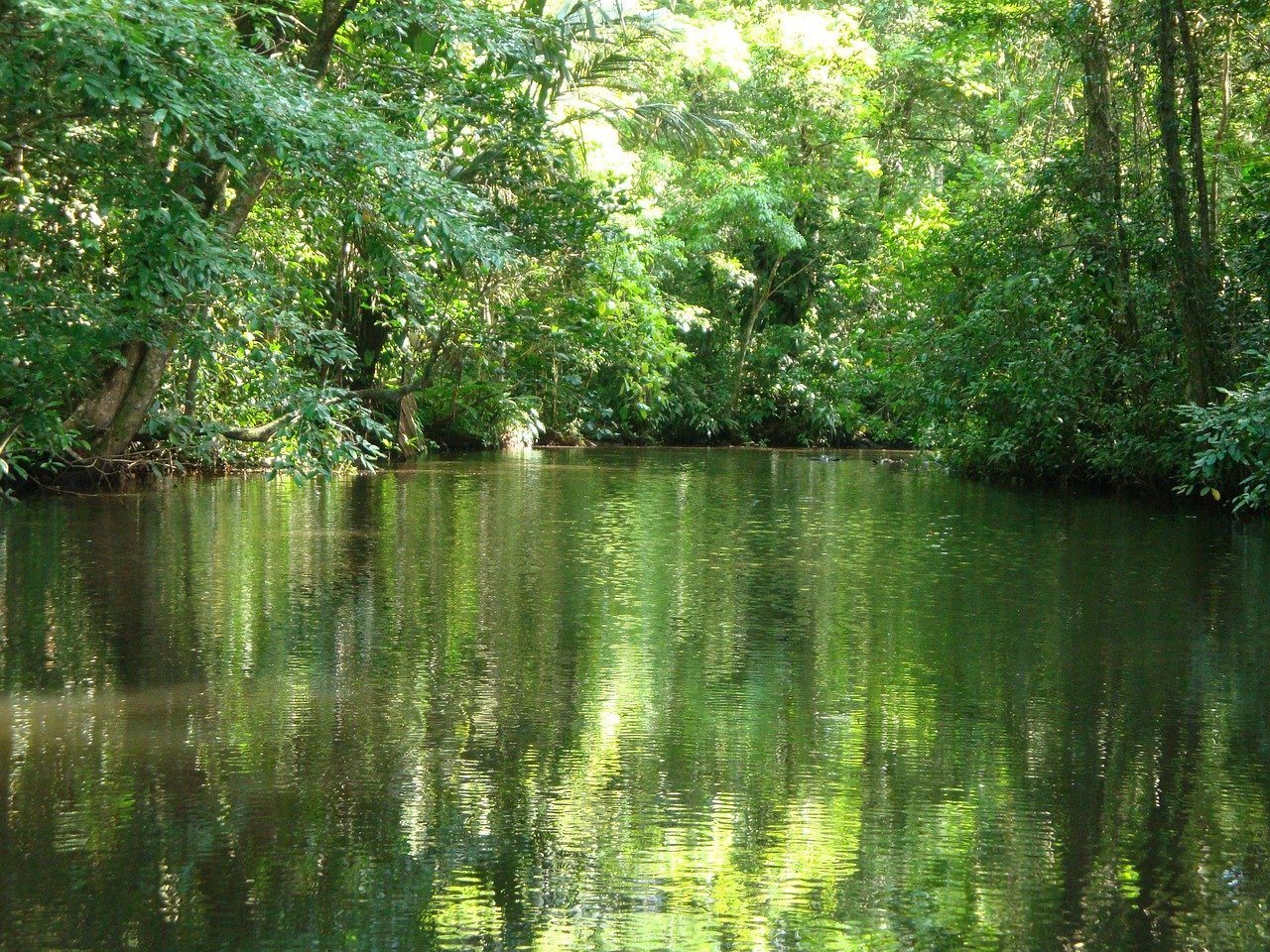 Torteguero Costa Rica