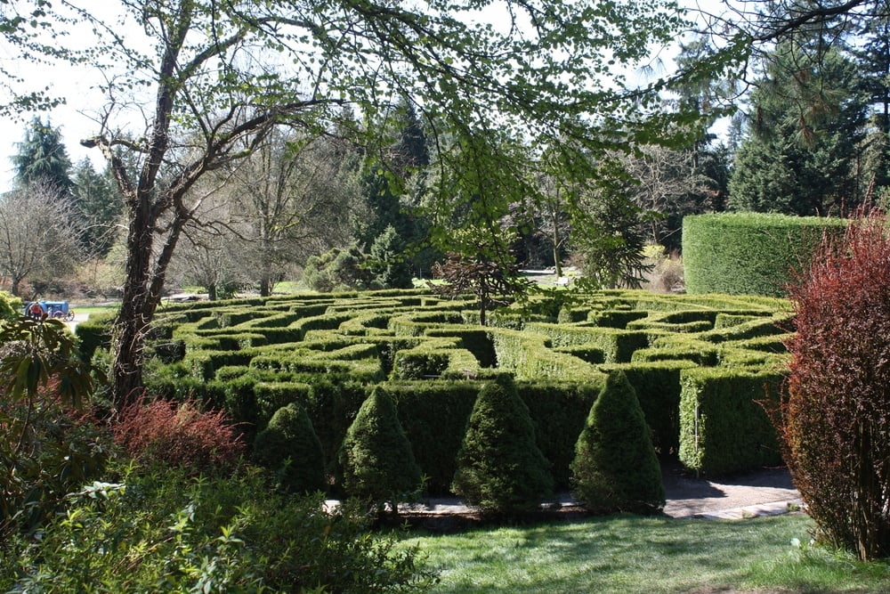 VanDusen Garden’s Elizabethan Hedge Maze