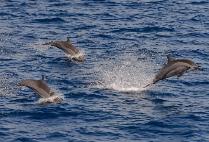 Kayaking with dolphins in Byron Bay