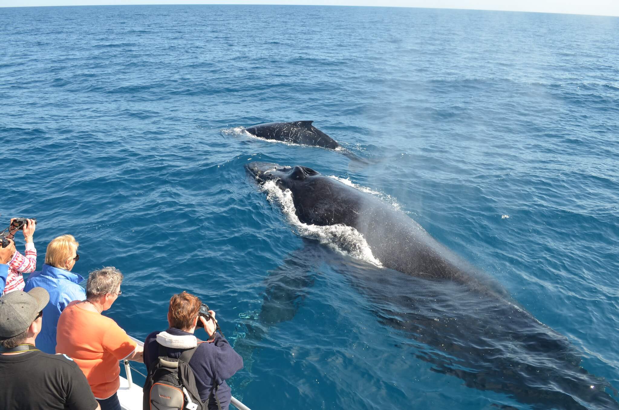 Up-close with one of Byron Bay's whale watching tours