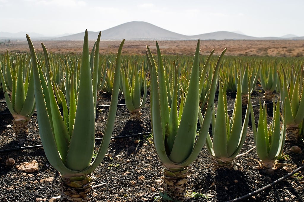 Aloe vera is a natural first aid supply too