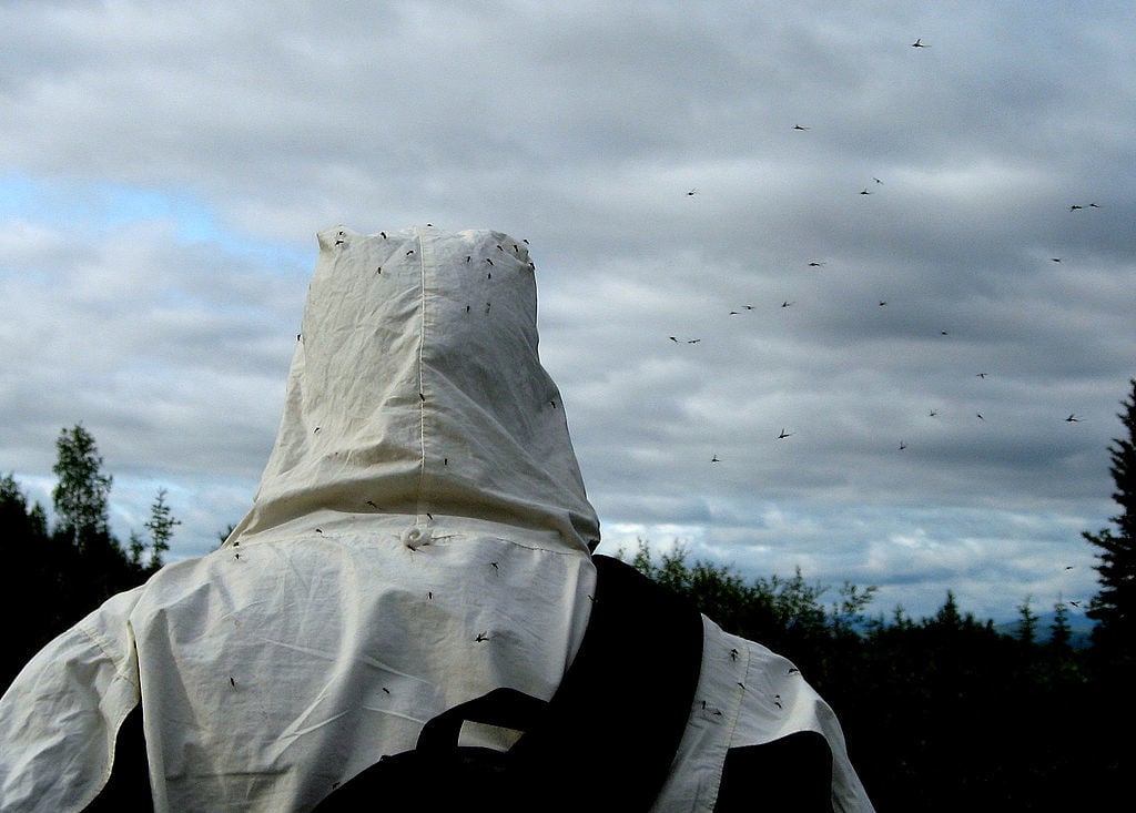 Insect repellent is an essential camping supply