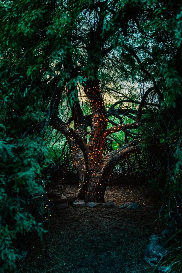 Fairy lights around a tree making a great camping setup