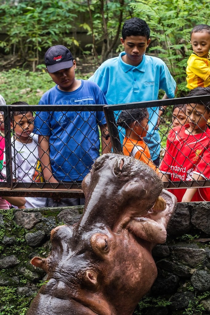 flickr-yogyakarta-zoo