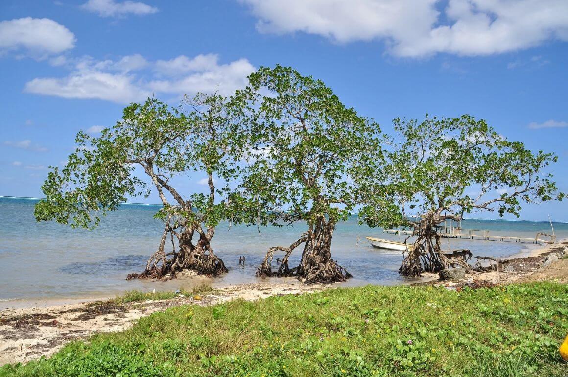 honduras roaton mangrove forest