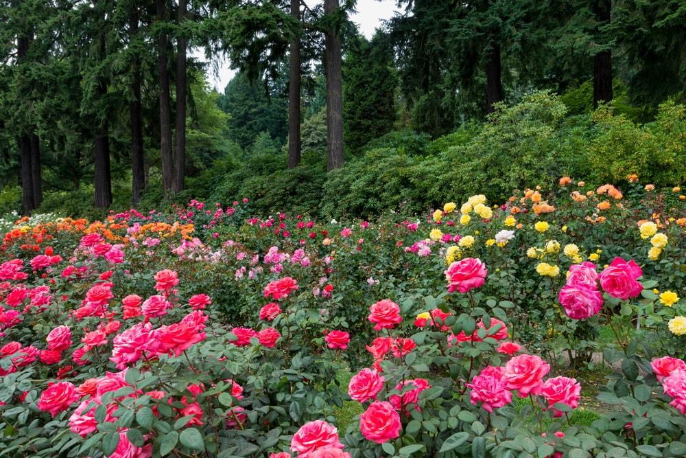 International Rose Test Garden