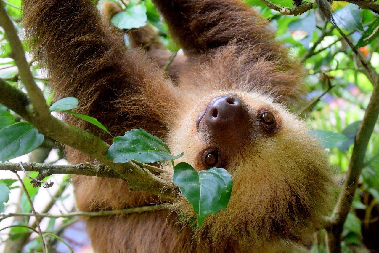 sloth, costa rica