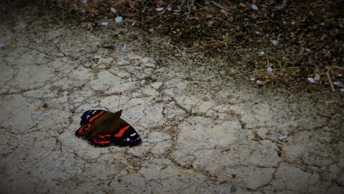 Respect New Zealand's creatures while backpacking Wellington