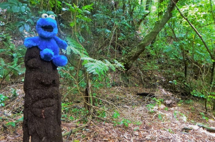 Walking in the forest of Otari Wilton Bush