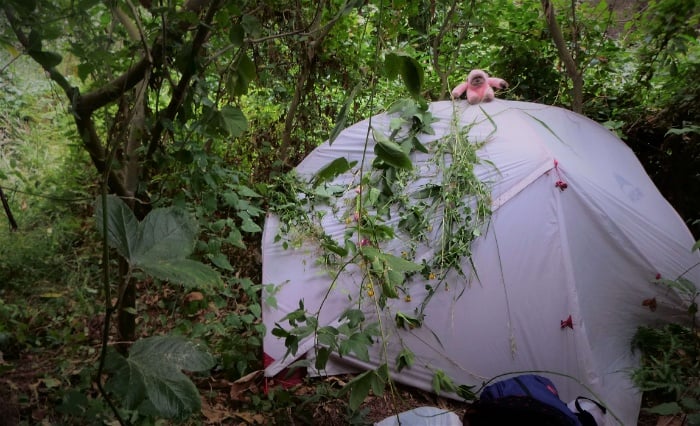 Urban camping keeps your backpacking Wellington budget down