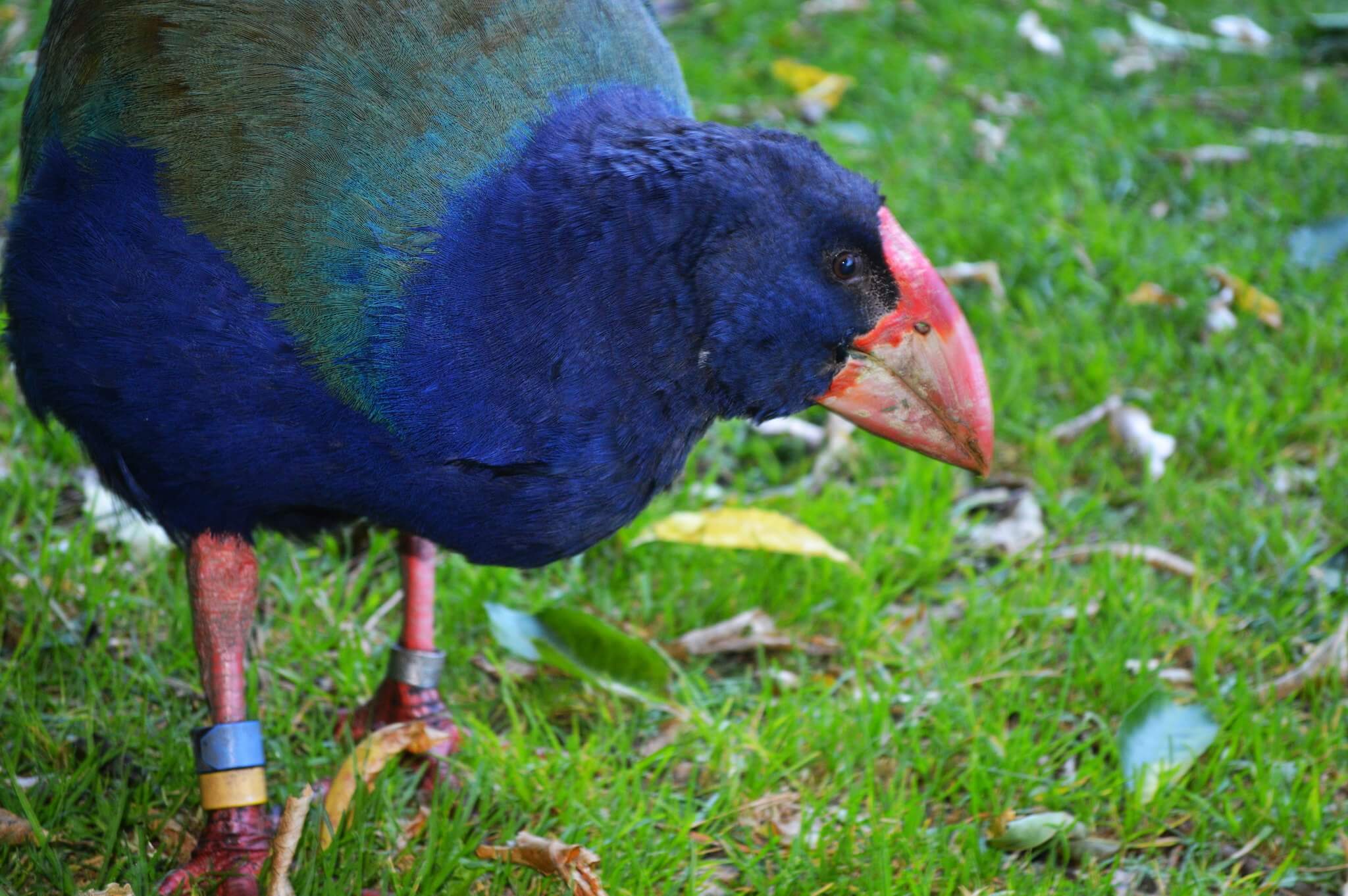 Up-close Takahe bird at Zealandia Wellington