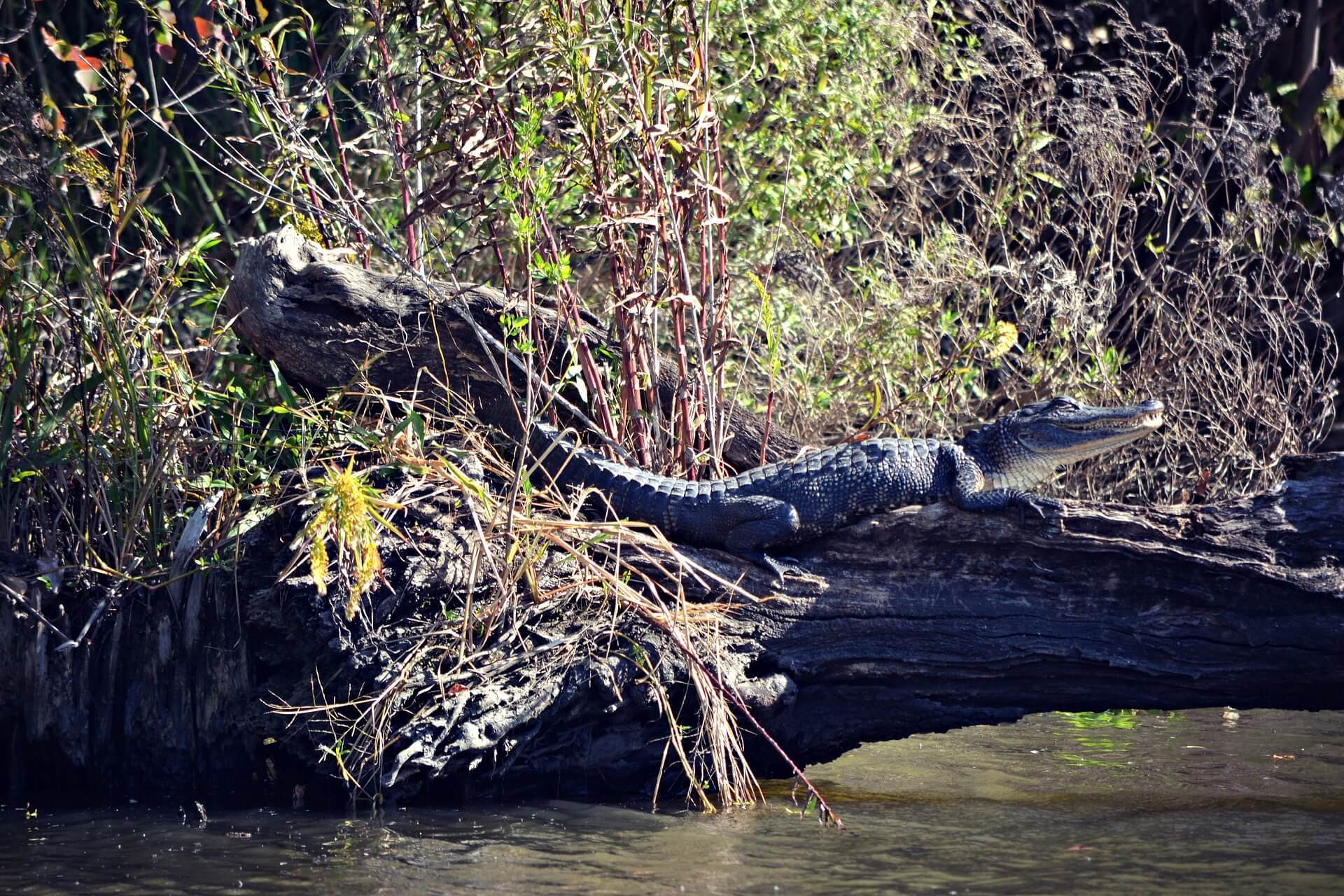 Barataria Preserve, New Orleans