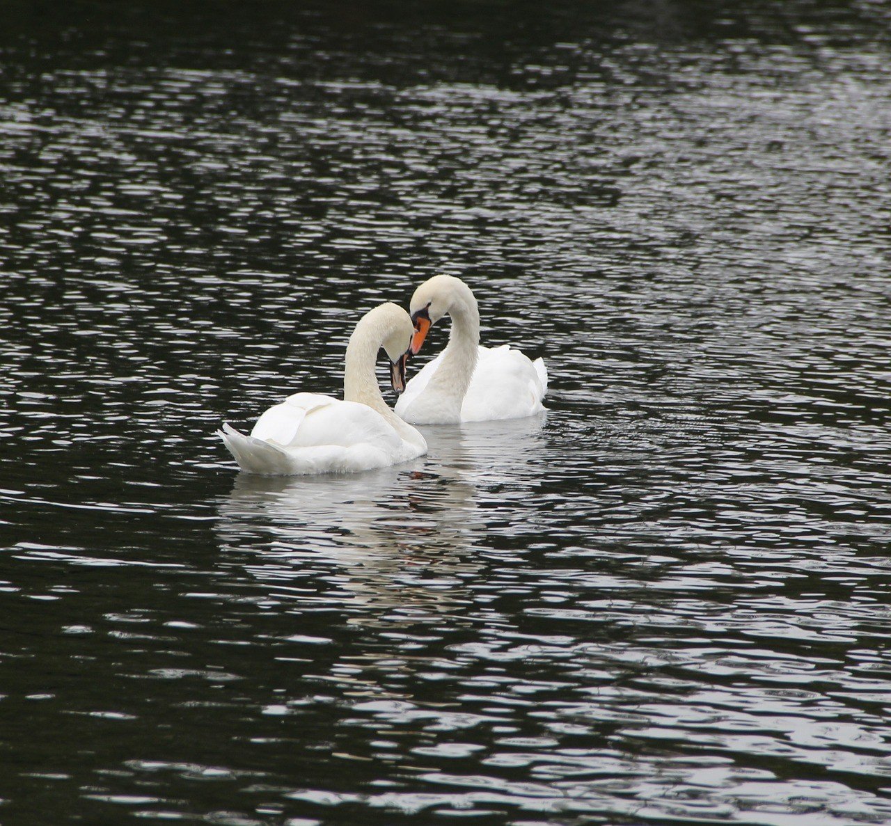 Boston Pond