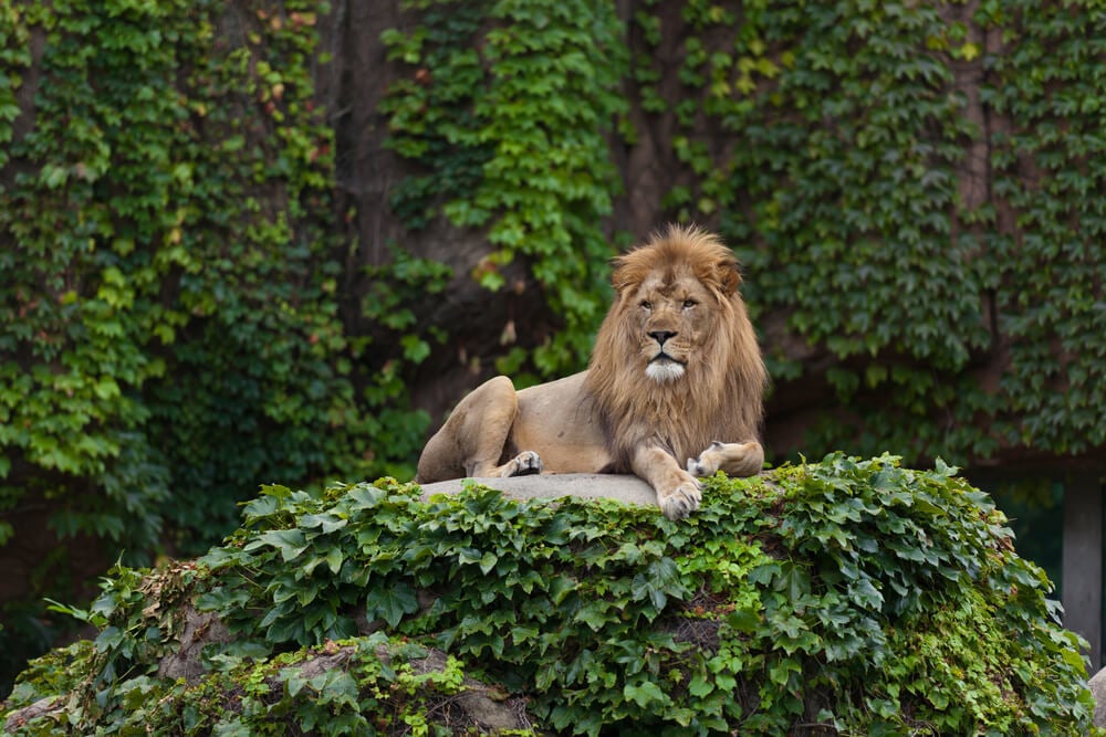 Check Out Wild Animals at Lincoln Park Zoo