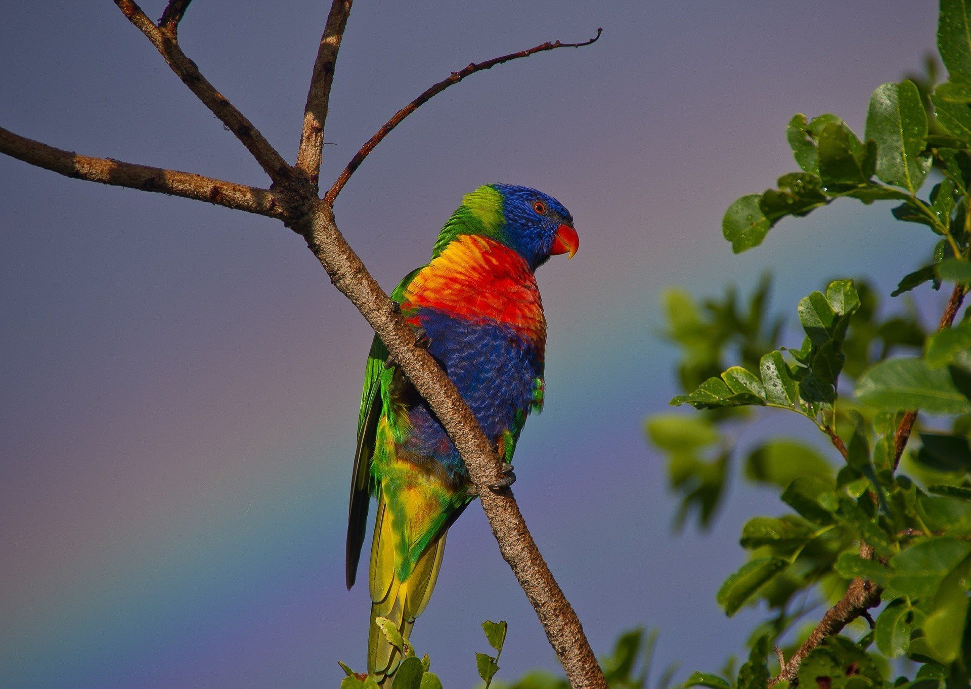 Currumbin Wildlife Sanctuary, Gold Coast