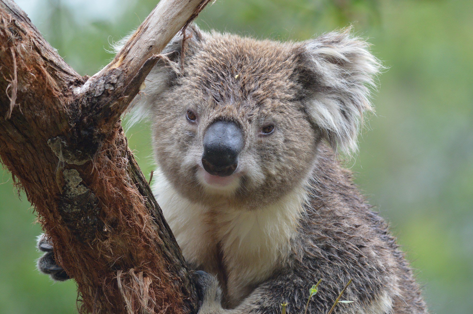 Dreamworld, Gold Coast