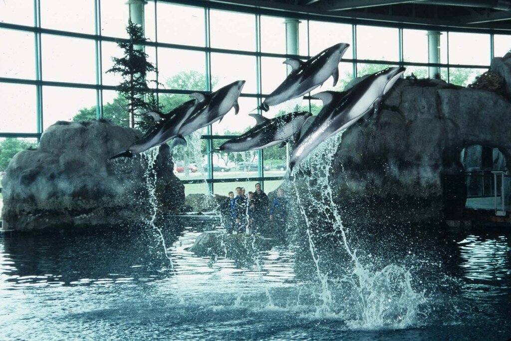 Get Up Close to the Aquatic Wildlife of Shedd Aquarium