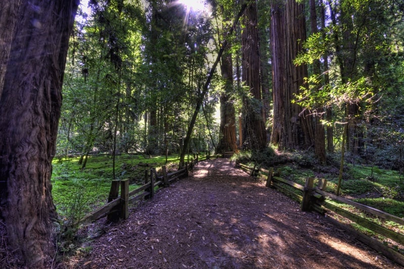 Henry Cowell Redwoods State Park