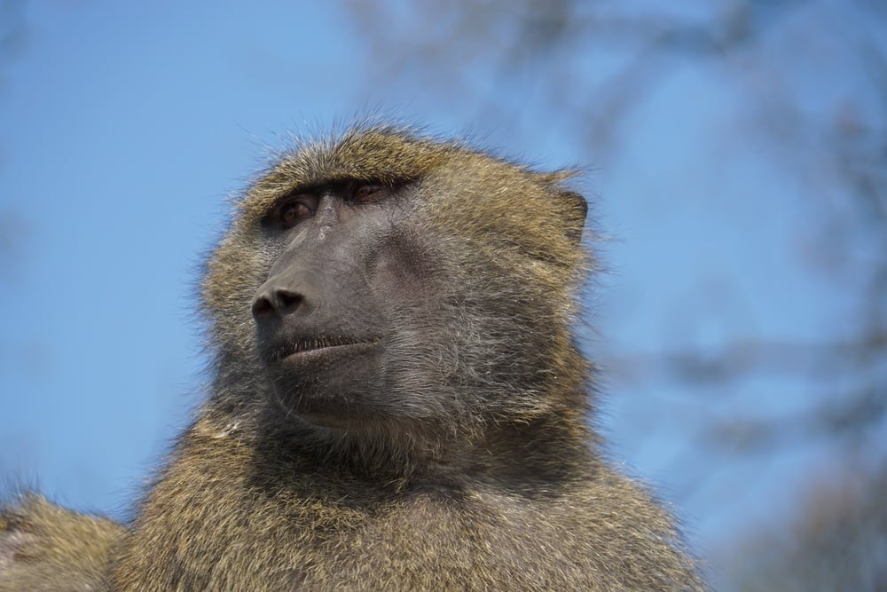 Knowsley Safari Park