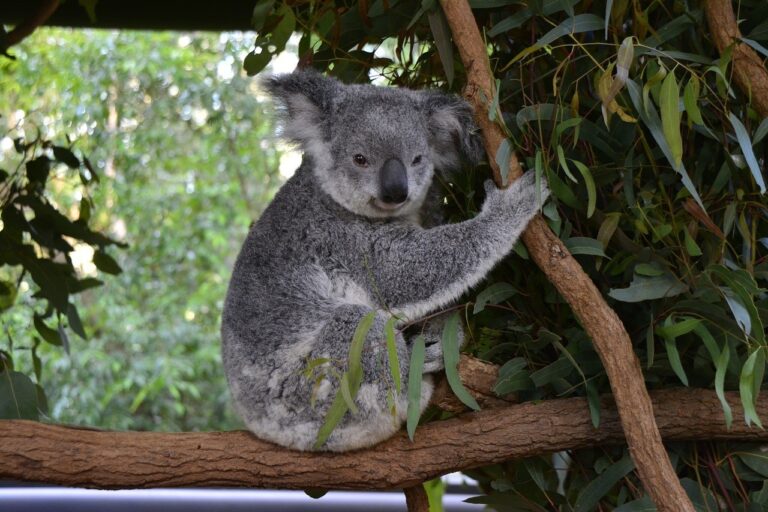 11 BEST Places to Visit in Brisbane