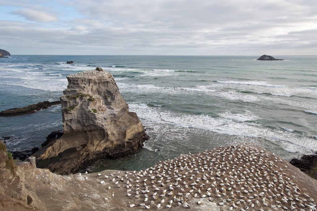 Muriwai Gannet Colony