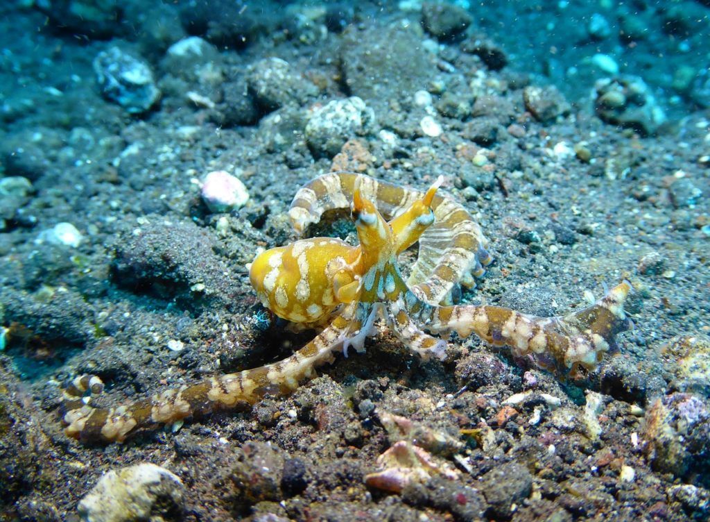 Octopus Diving Wunderpus Indonesia Bali Tulamben