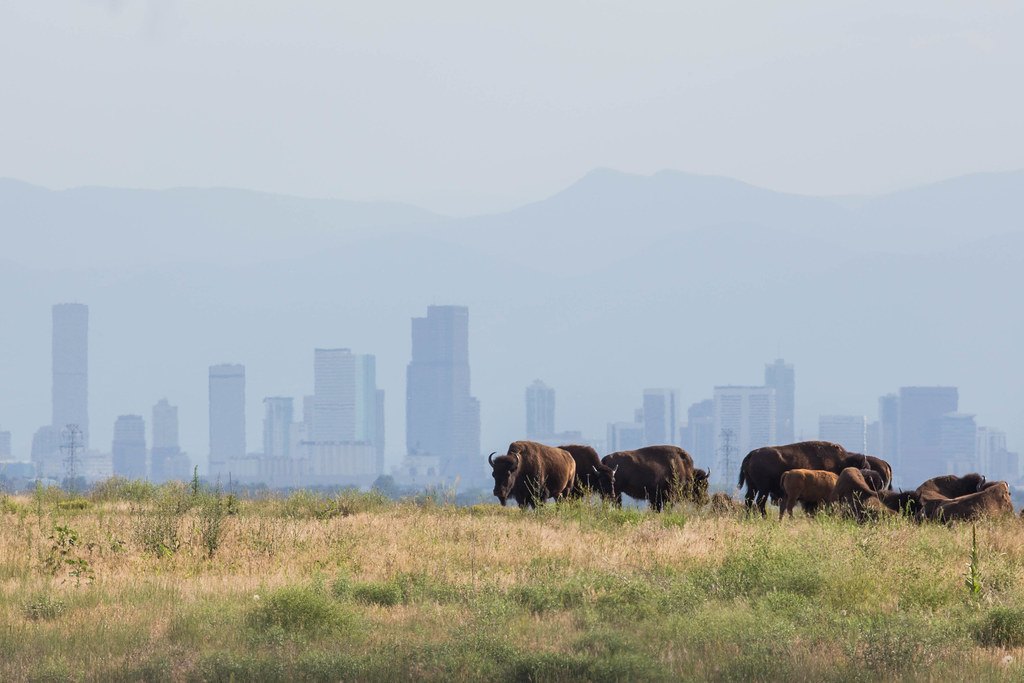 Rocky Mountain Arsenal National Wildlife Refuge