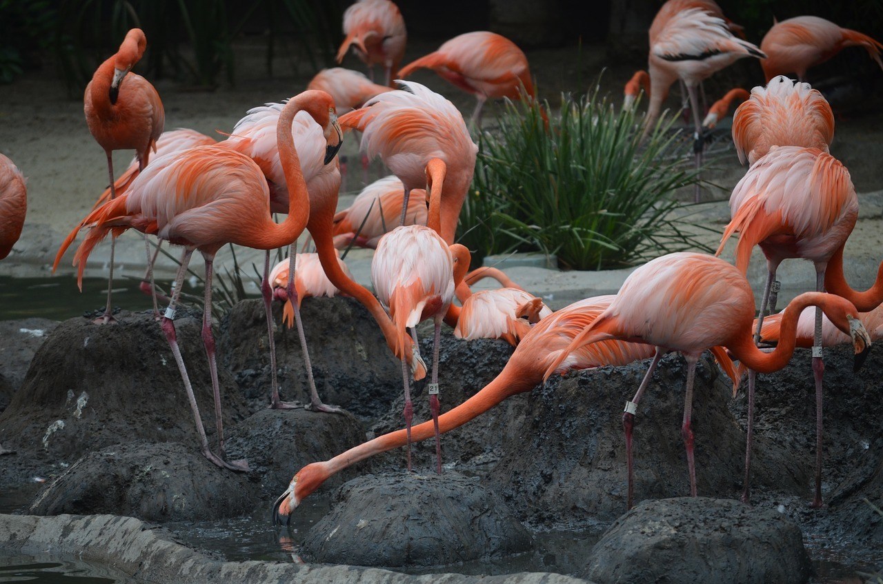 San Diego Zoo