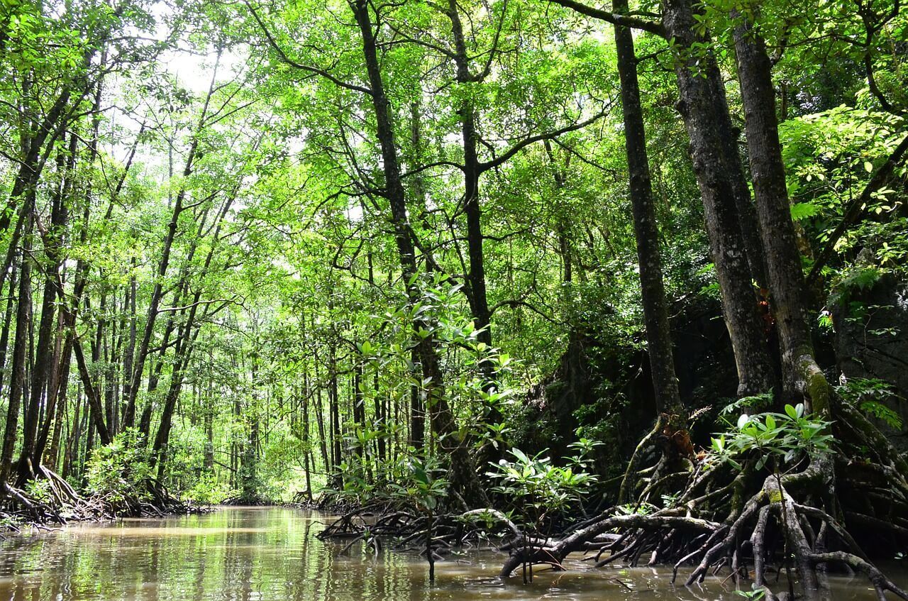 Sibaltan Mangroves