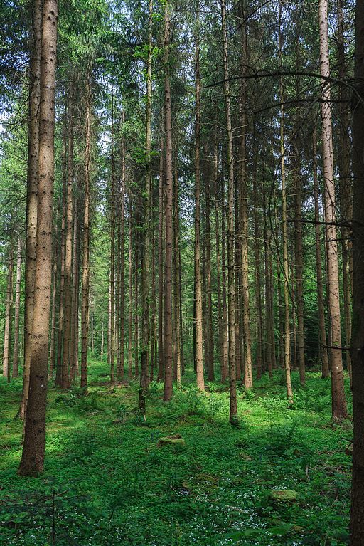 Sihlwald Forest Zurich