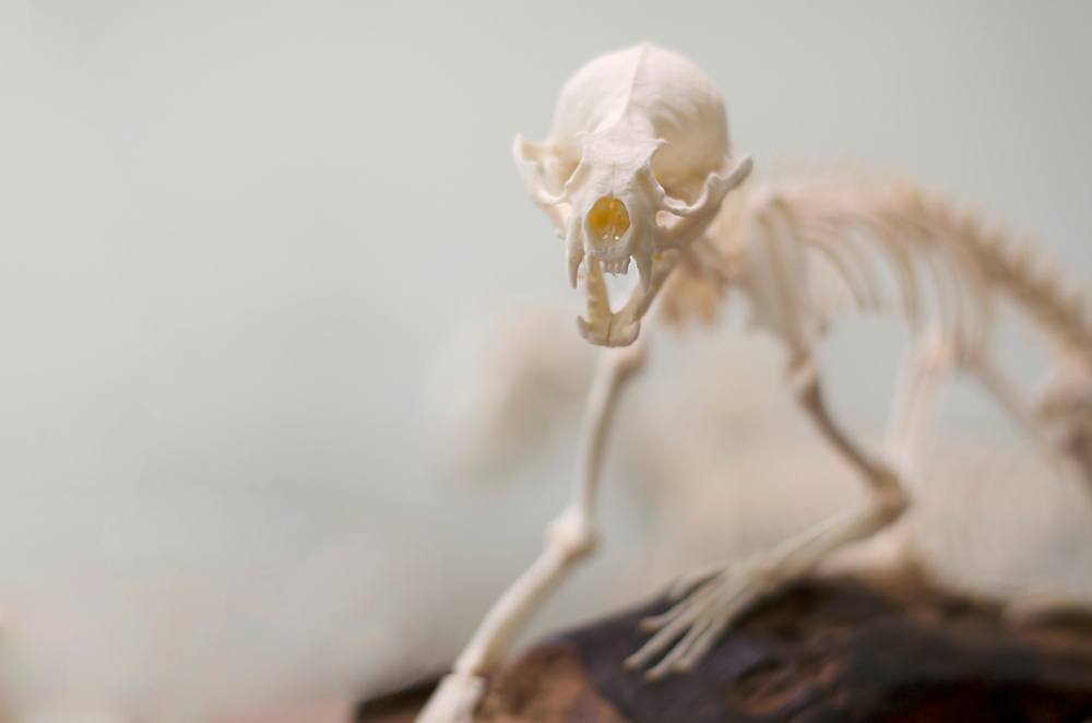 Skeletons Museum of Osteology, Orlando