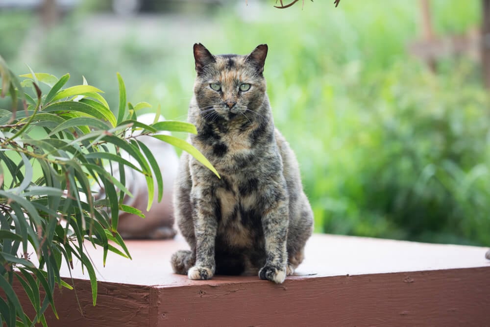 The Lanai Cat Sanctuary