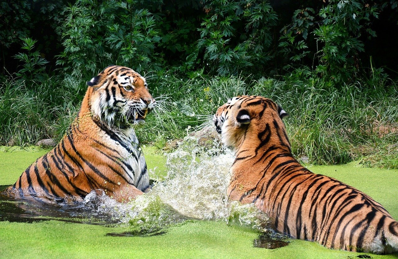 Tiergarten Schönbrunn