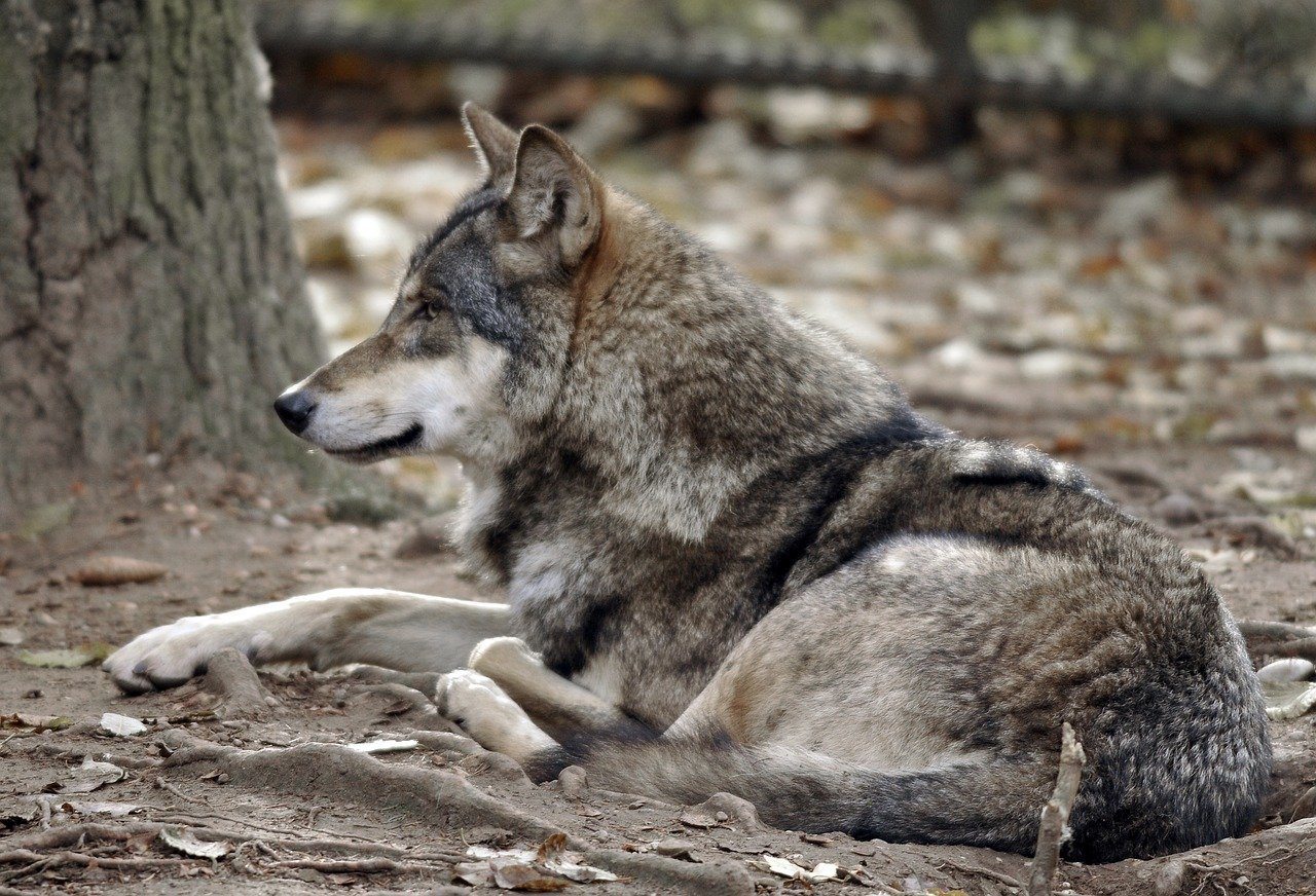 Tierpark Hellabrunn