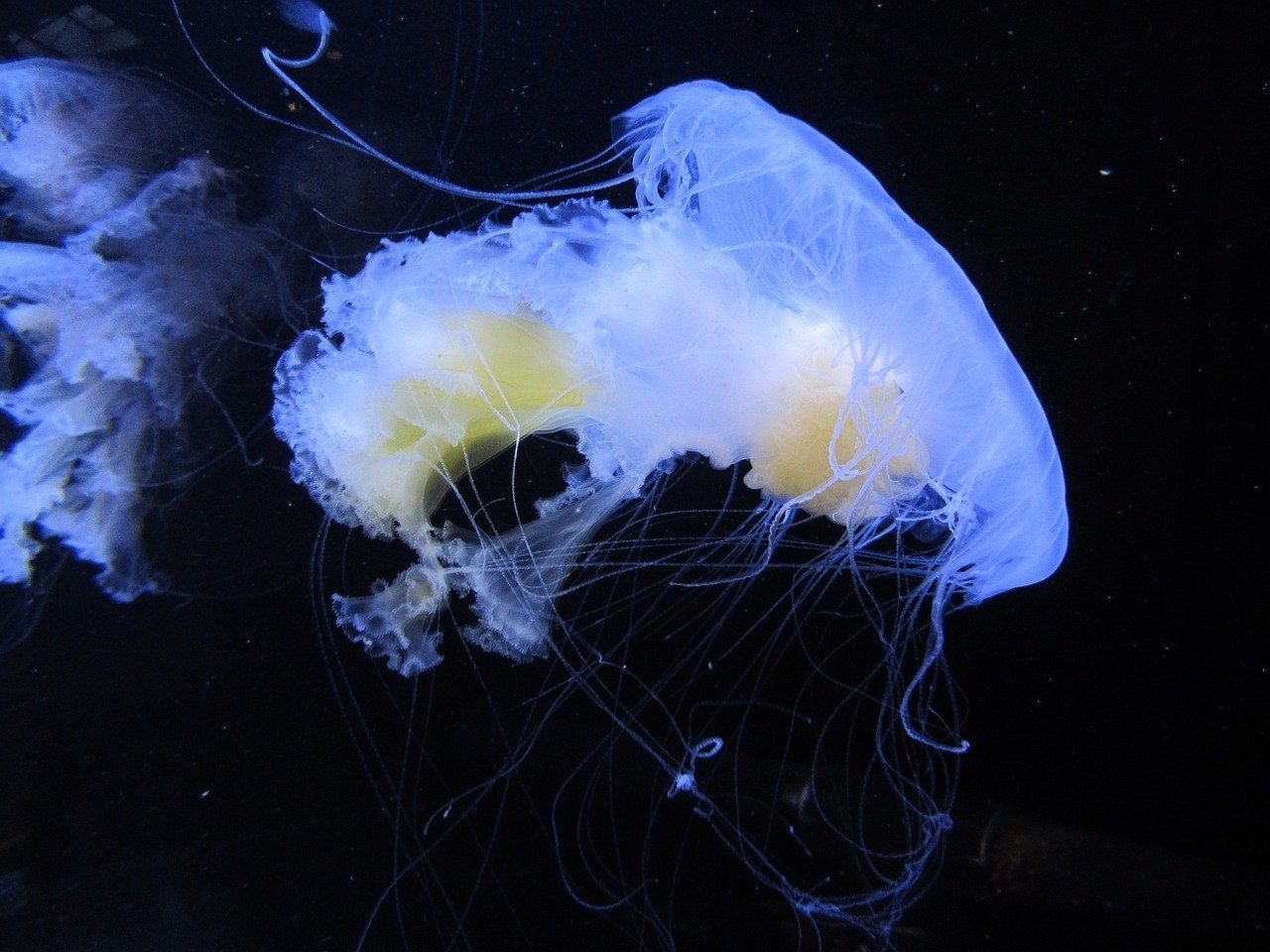 Vancouver Aquarium