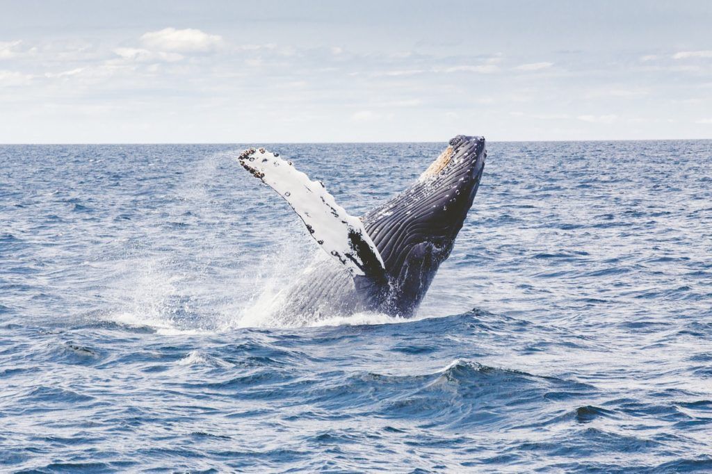 A humpback whale breaches the water in the Cook Islands.