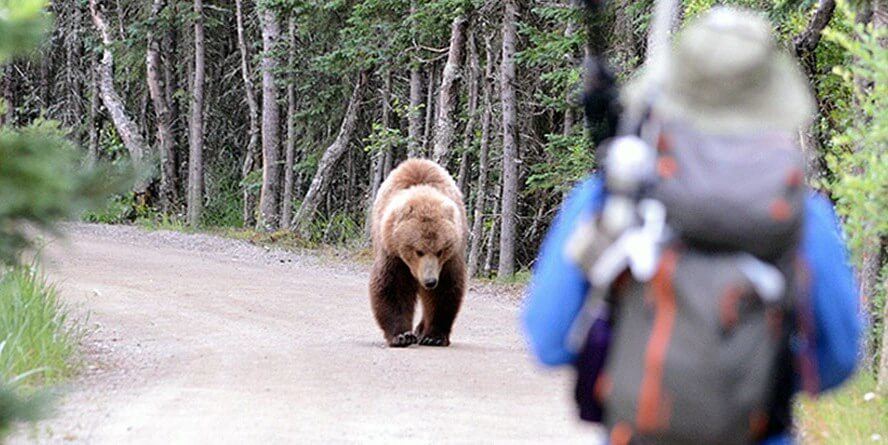 Suprise bear on hiking trip for a single man