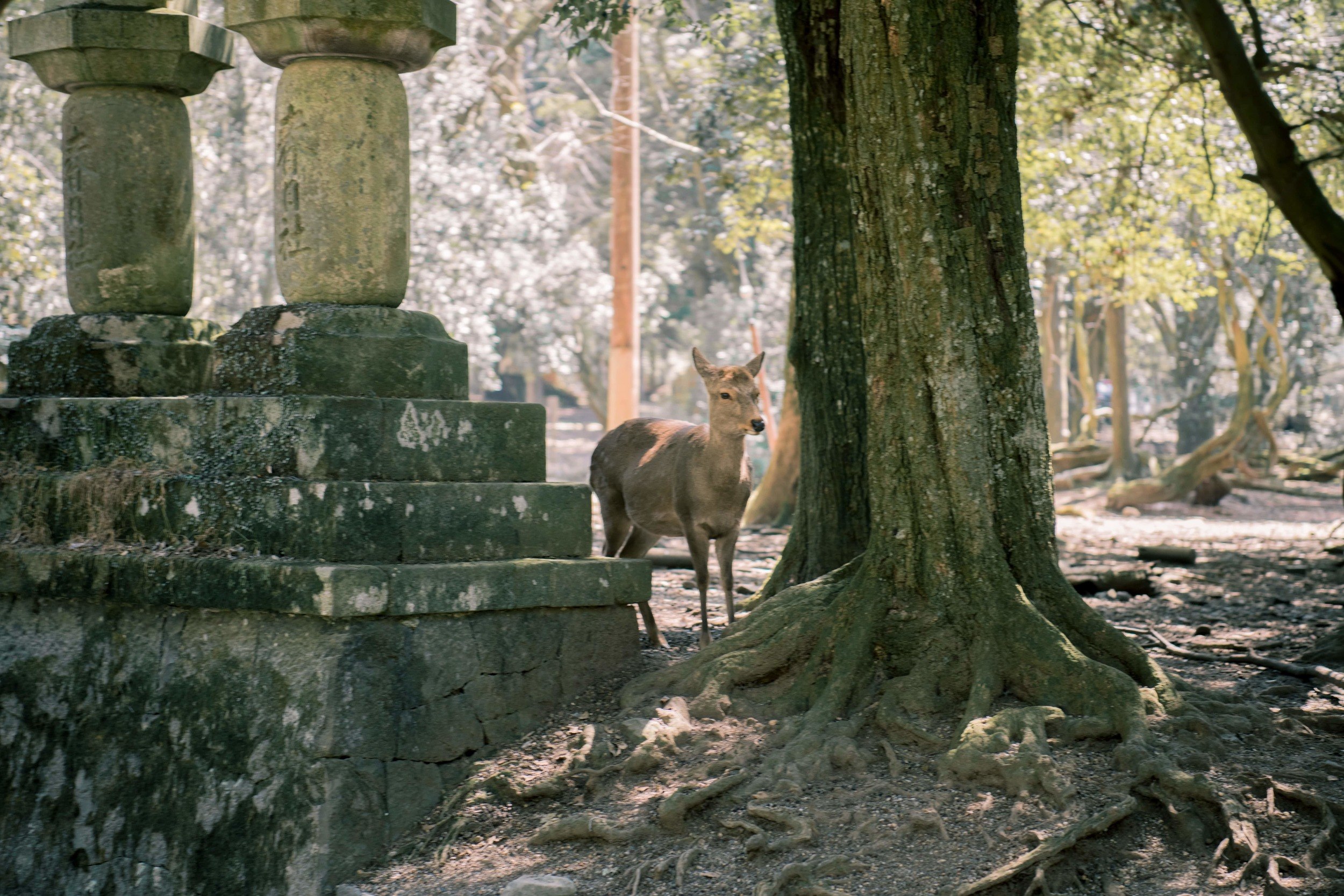 Nara Deer tour from Kyoto