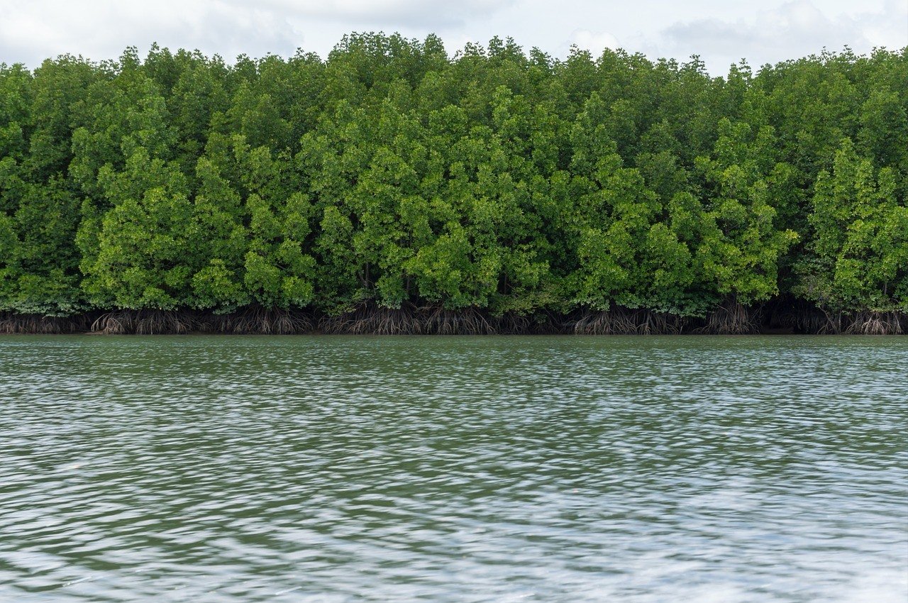 mangrove forest nusa lembongan