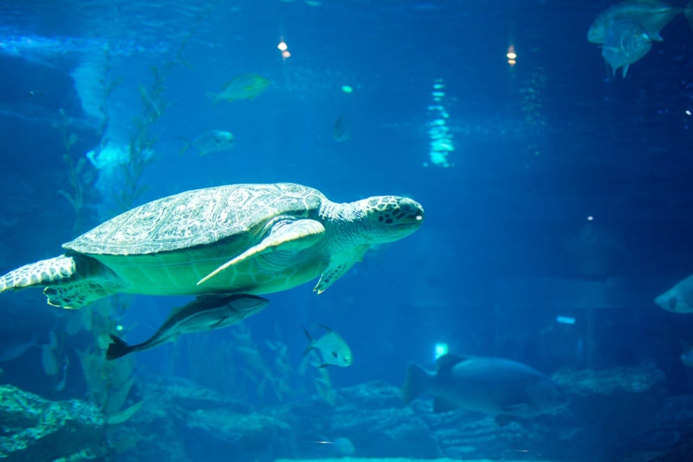 Sea Life Busan Aquarium