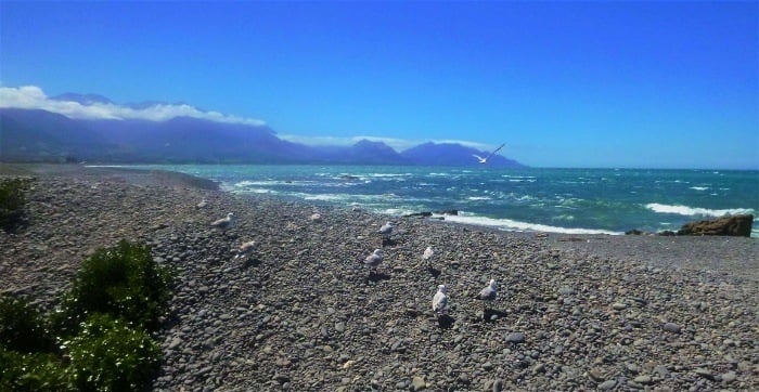 Kaikoura's beaches are home to much of South Island's wildlife