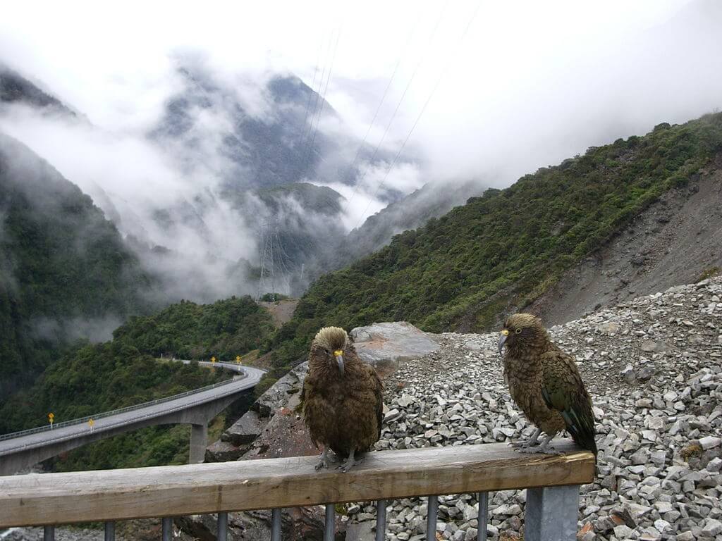 Kea bird's visiting Arthur's Pass, New Zealand